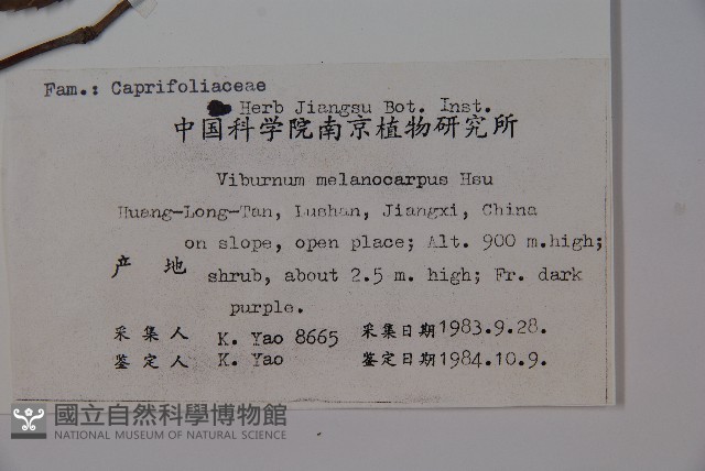 黑果莢迷藏品圖，第2張