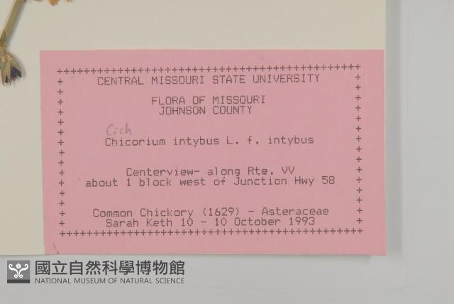 菊苣藏品圖，第2張