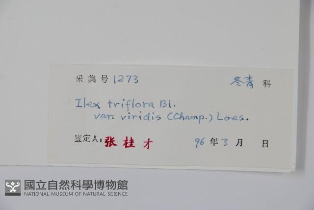 亮葉冬青藏品圖，第2張