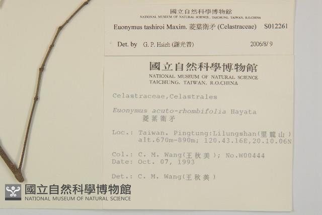 菱葉衛矛藏品圖，第2張