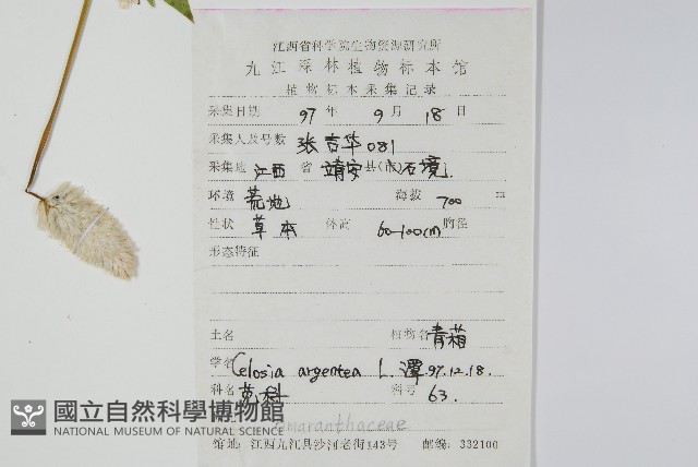 青葙藏品圖，第2張