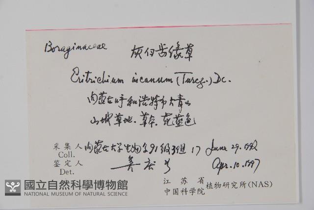 鈍葉齒緣草藏品圖，第2張