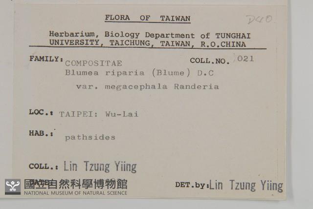 大頭艾納香藏品圖，第2張