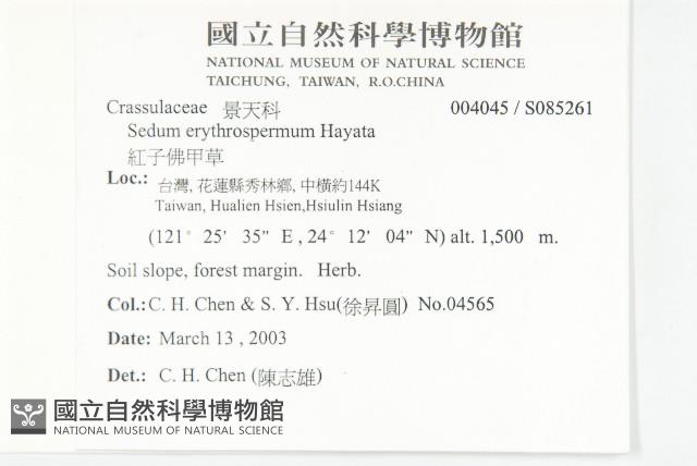 紅子佛甲草藏品圖，第2張