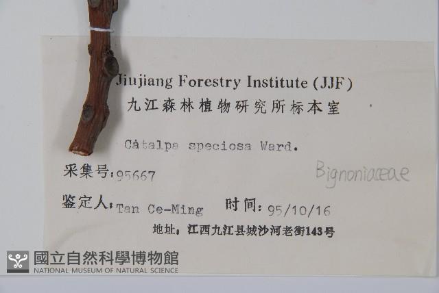 黃金樹藏品圖，第2張