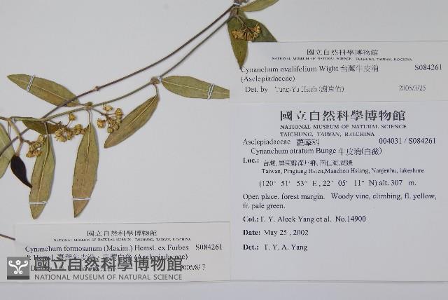臺灣牛皮消、臺灣白薇藏品圖，第2張