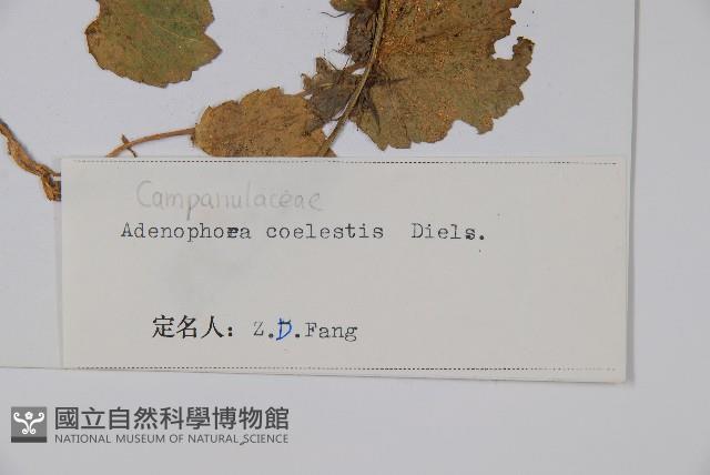 天藍沙參藏品圖，第2張