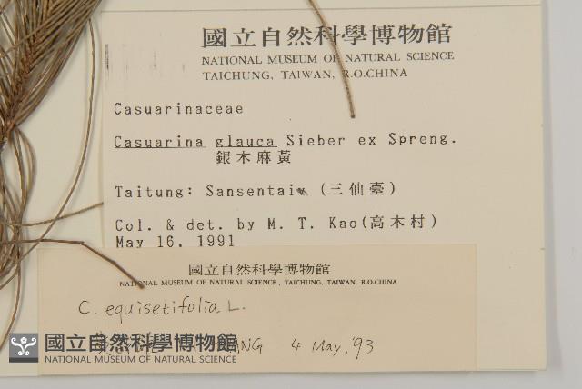 木麻黃藏品圖，第2張