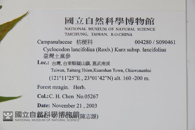 臺灣土黨參藏品圖，第2張