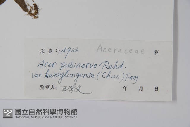 廣東毛脈槭藏品圖，第2張