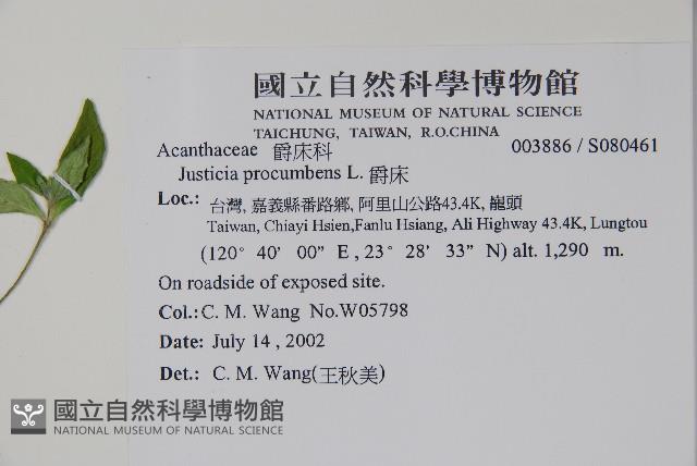 爵床藏品圖，第2張