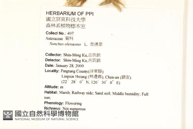 苦滇菜、苦菜藏品圖，第2張