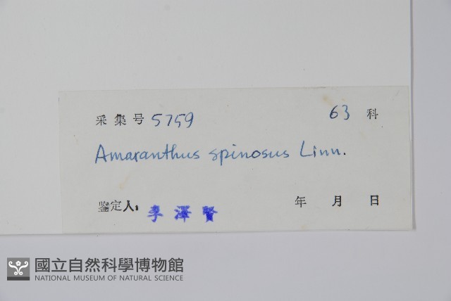 刺莧藏品圖，第2張