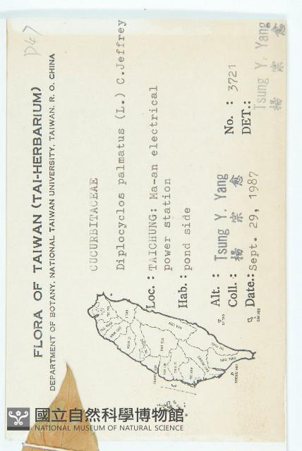 雙輪瓜藏品圖，第2張