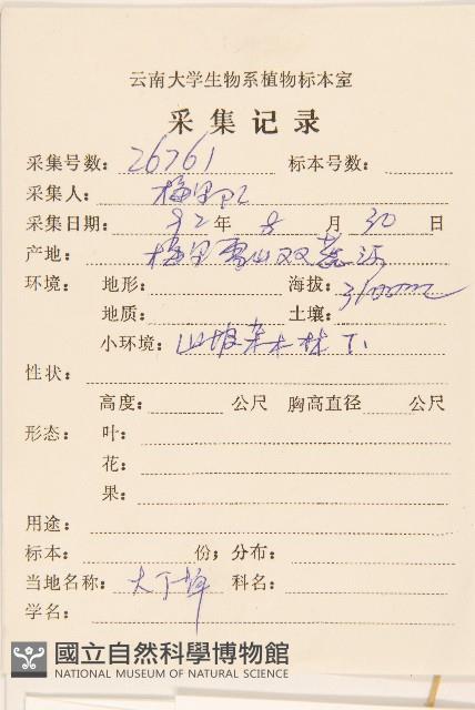 大丁草藏品圖，第2張