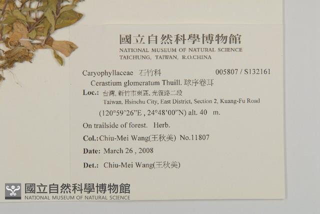 球序卷耳藏品圖，第2張