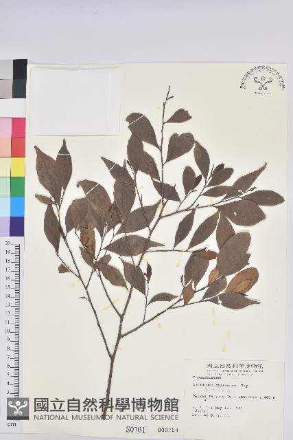 南仁五月茶藏品圖，第1張