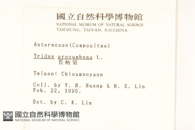 長柄菊藏品圖，第2張