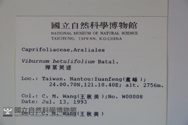 樺葉莢迷、玉山莢迷藏品圖，第2張