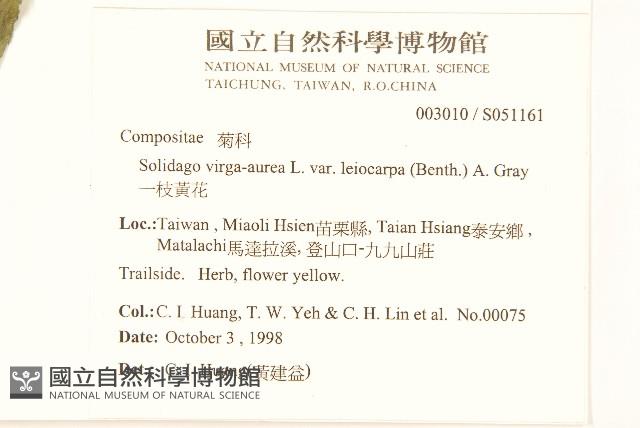 一枝黃花藏品圖，第2張