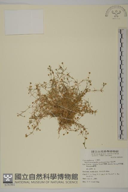 瓜槌草、漆姑草藏品圖，第1張