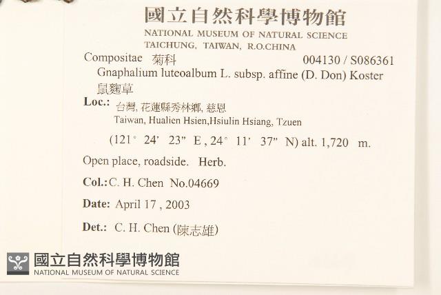 鼠麴草藏品圖，第2張