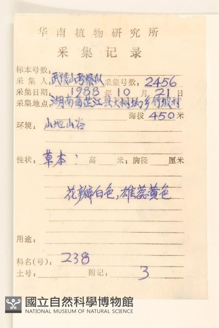 白頂飛蓬藏品圖，第2張