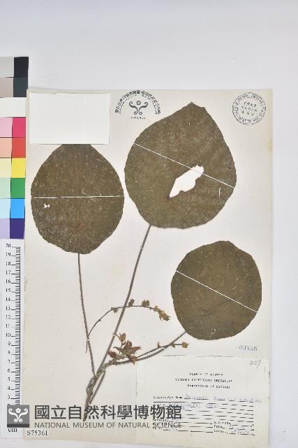 血桐藏品圖，第1張