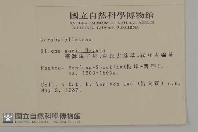 臺灣蠅子草藏品圖，第2張