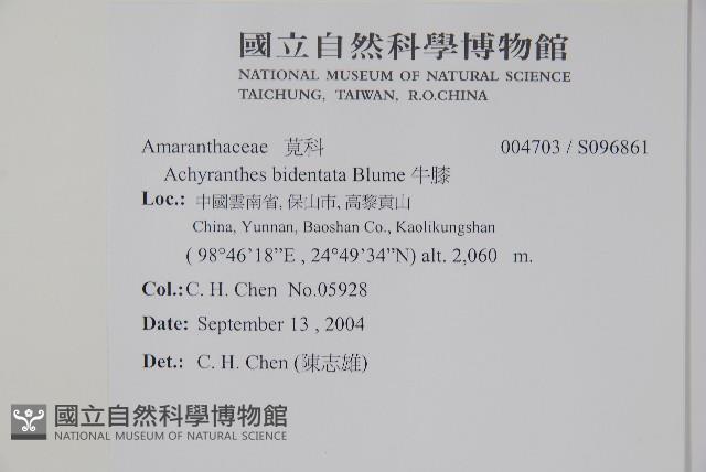 牛膝藏品圖，第2張