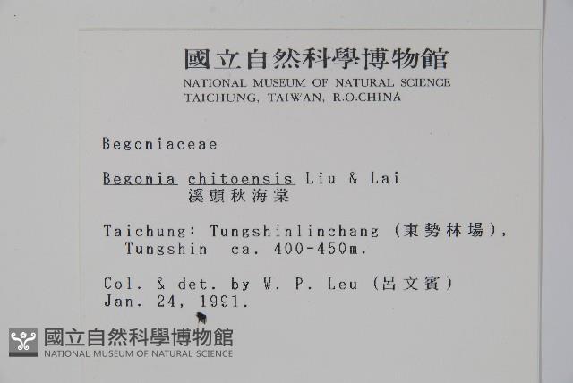 溪頭秋海棠藏品圖，第2張