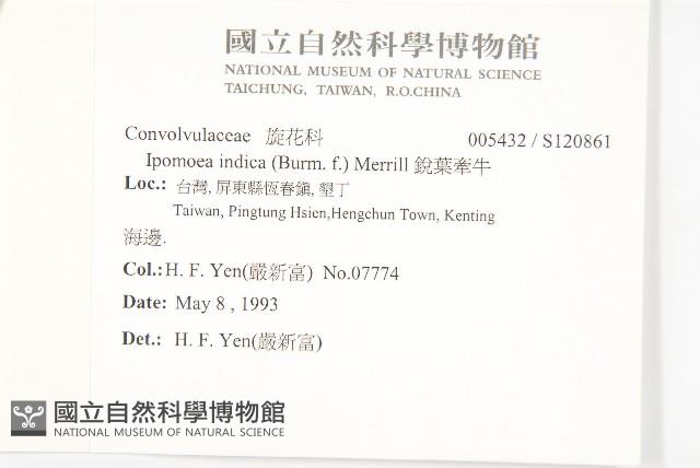 銳葉牽牛藏品圖，第2張