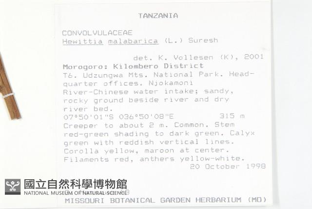 吊鐘藤藏品圖，第2張