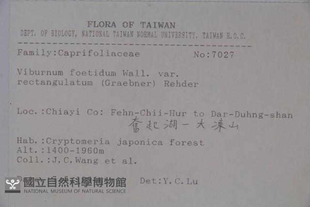 狹葉莢迷藏品圖，第2張