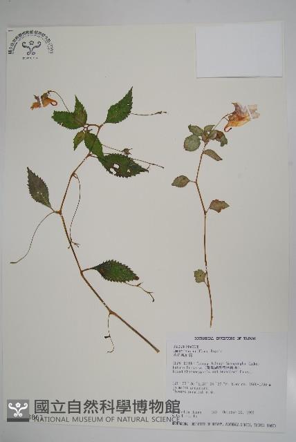 紫花鳳仙花藏品圖，第1張