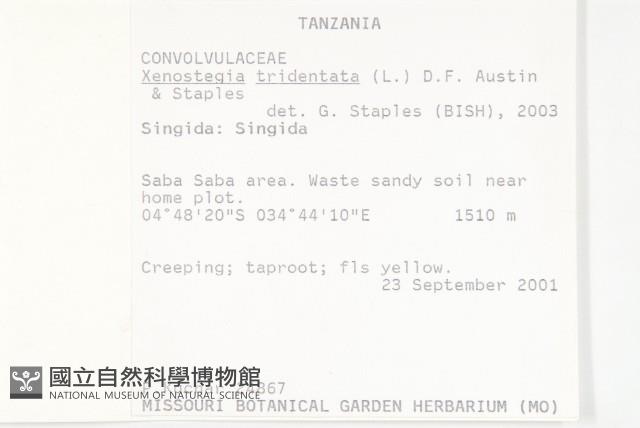 戟葉菜欒藤藏品圖，第2張