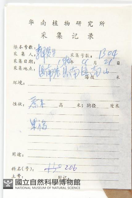 單葉豆藏品圖，第2張