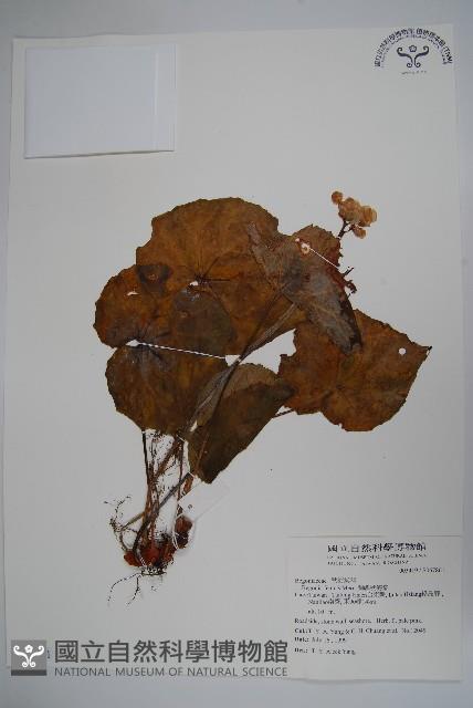 蘭嶼秋海棠藏品圖，第1張