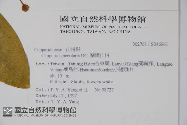 蘭嶼山柑藏品圖，第5張