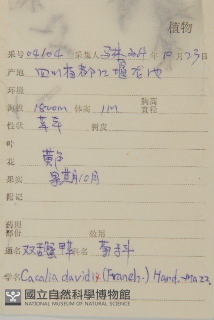 雙舌蟹甲草藏品圖，第2張