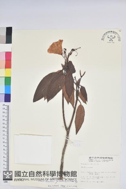 玉山杜鵑藏品圖，第1張