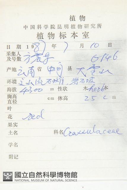 長鞭紅景天藏品圖，第2張