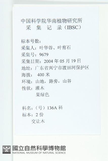 俄氏虎皮楠、蘭嶼虎皮楠、虎皮楠藏品圖，第2張