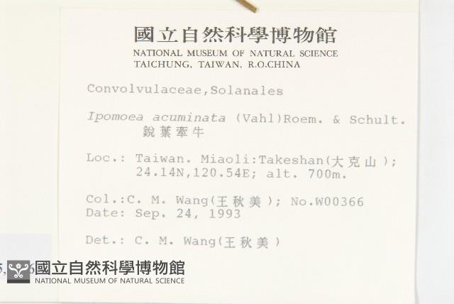 銳葉牽牛藏品圖，第2張