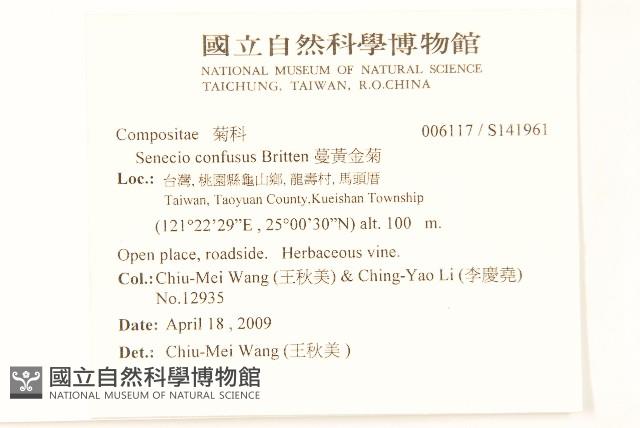 蔓黃金菊藏品圖，第2張