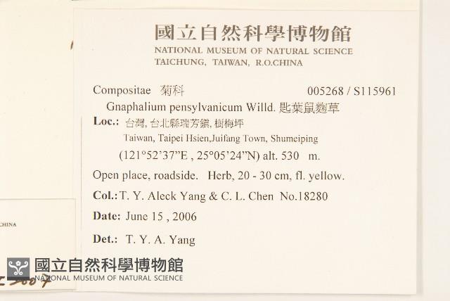 裏白鼠麴草藏品圖，第2張