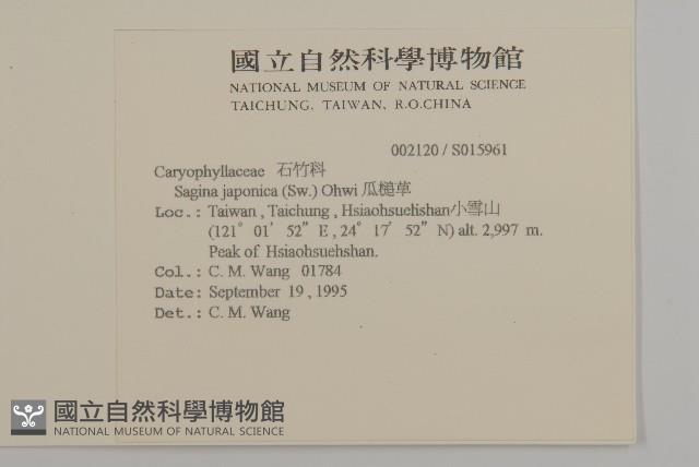 瓜槌草、漆姑草藏品圖，第2張