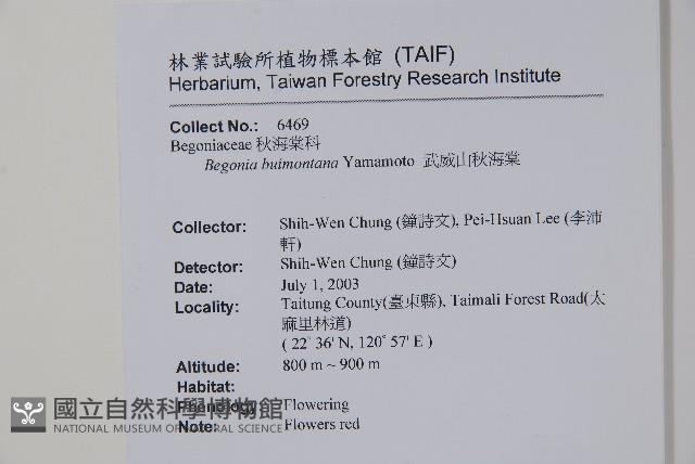 武威山秋海棠藏品圖，第2張