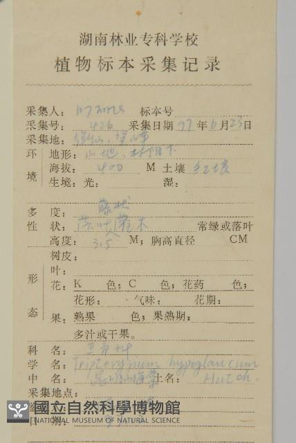 昆明山海棠藏品圖，第2張