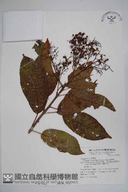 厚殼樹藏品圖，第1張